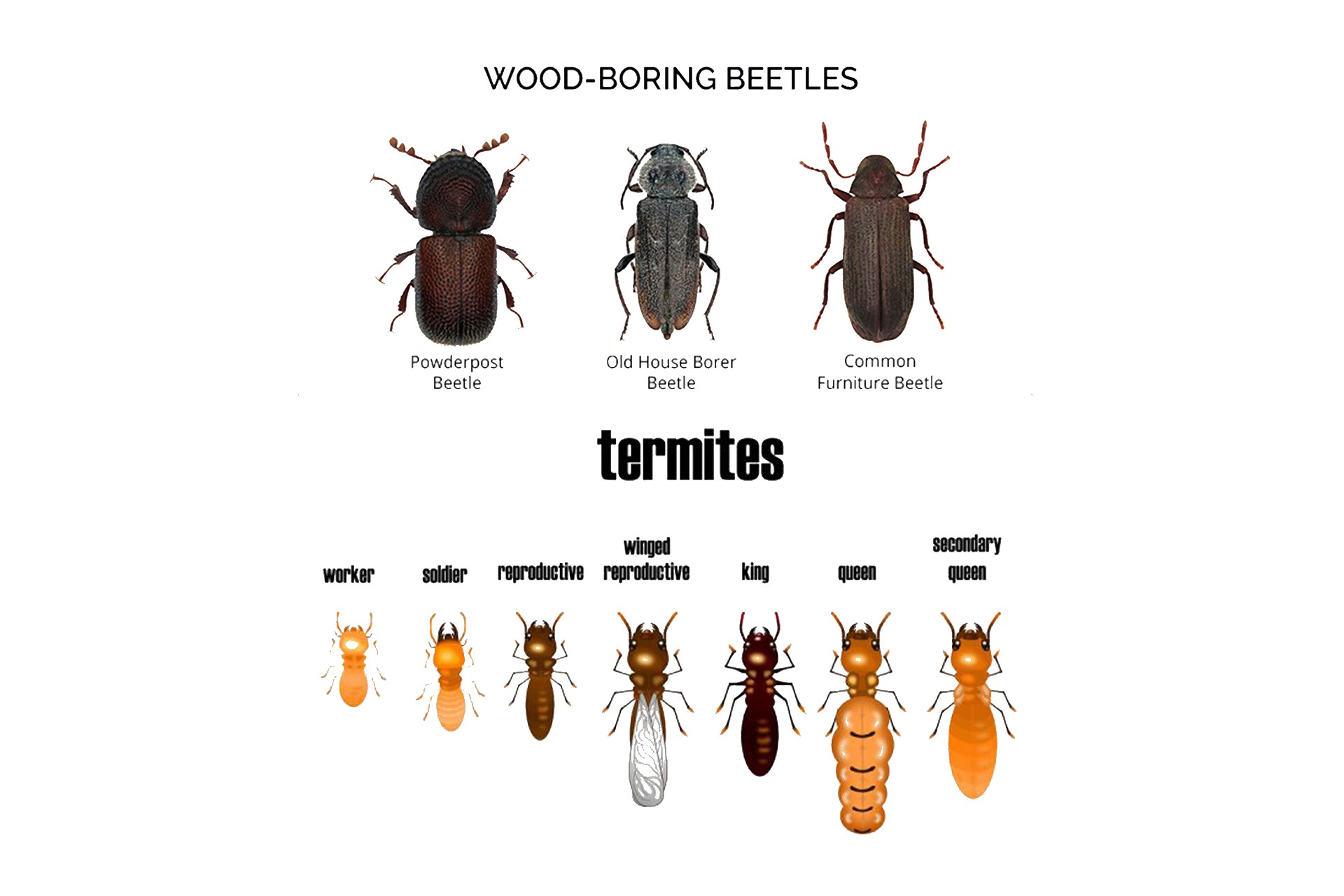 Borer Vs. Termite : Differentiate Borers from Termites