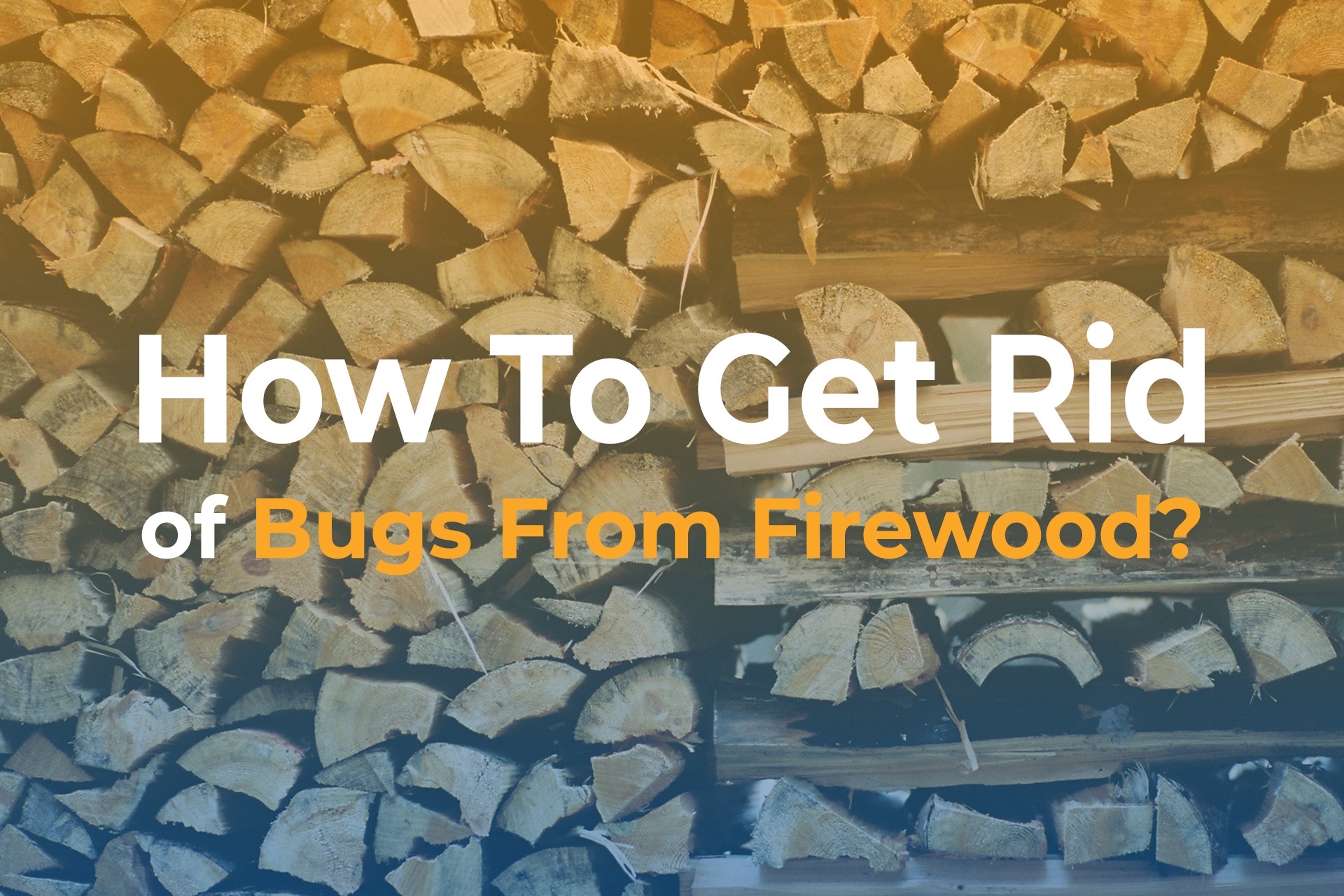 How To Get Rid of Bugs From Firewood?