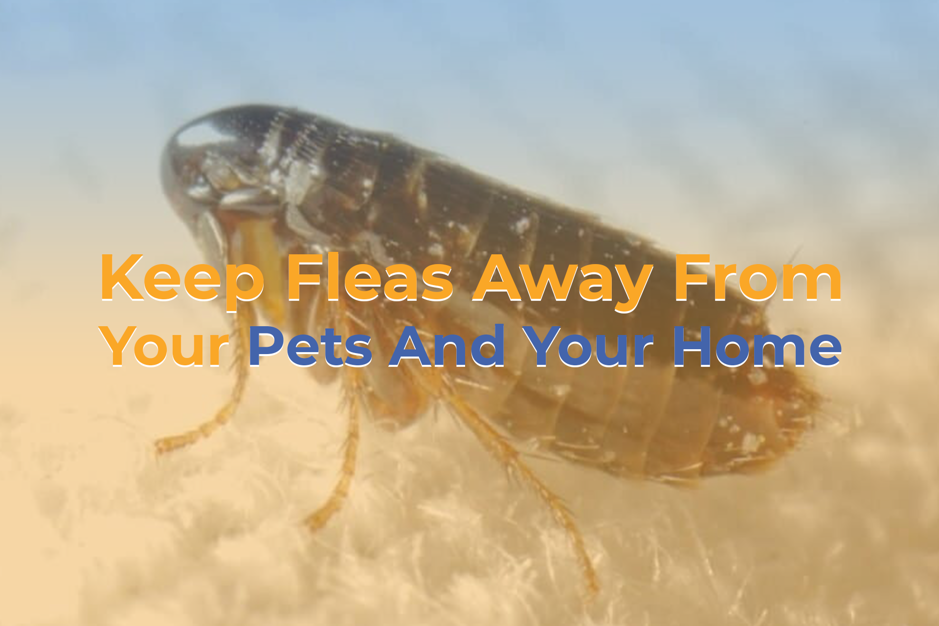 How To  Keep Fleas Away from Your Pets and Your Home