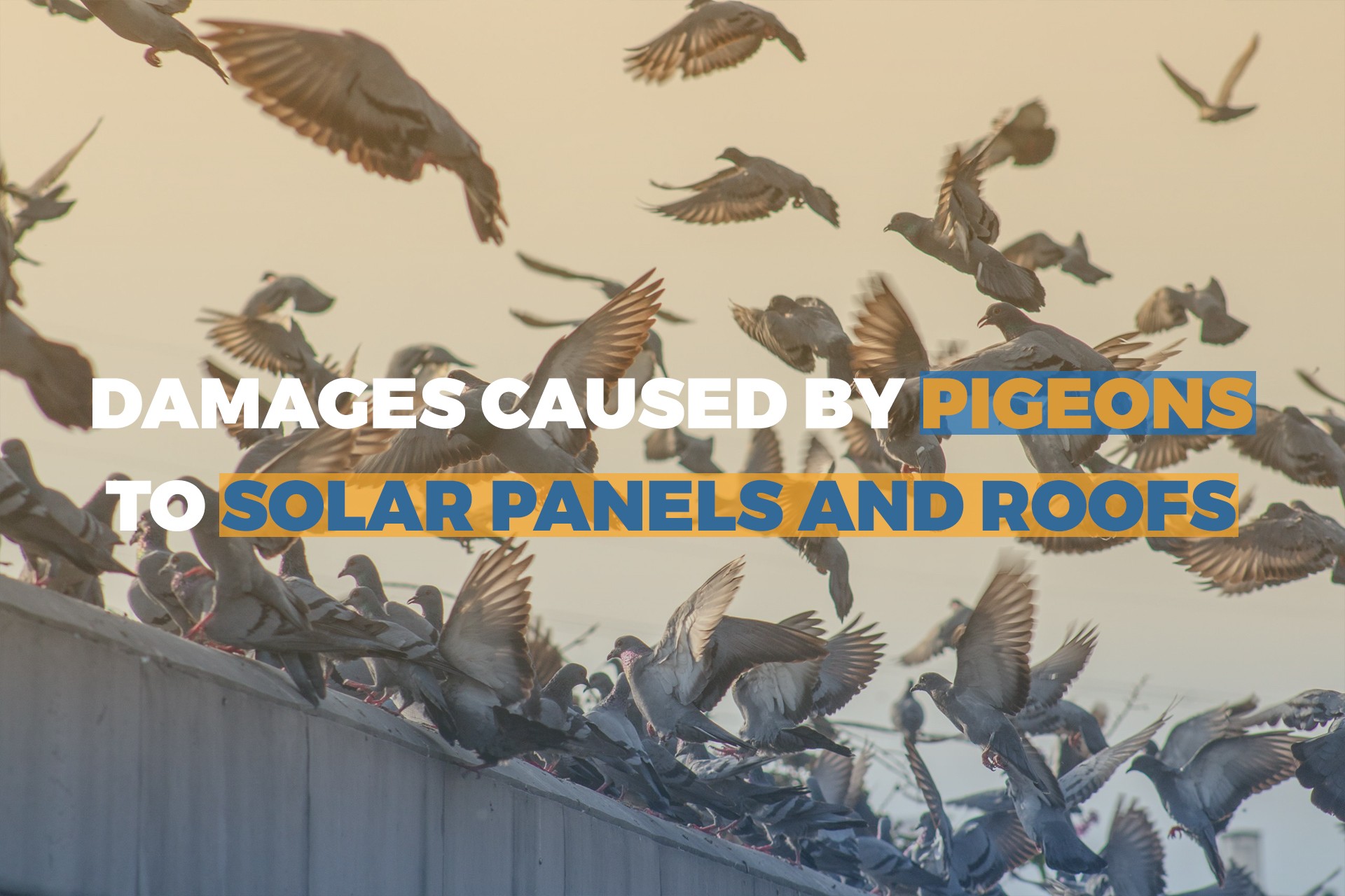 Damages Caused By Pigeons To Solar Panels & Roofs