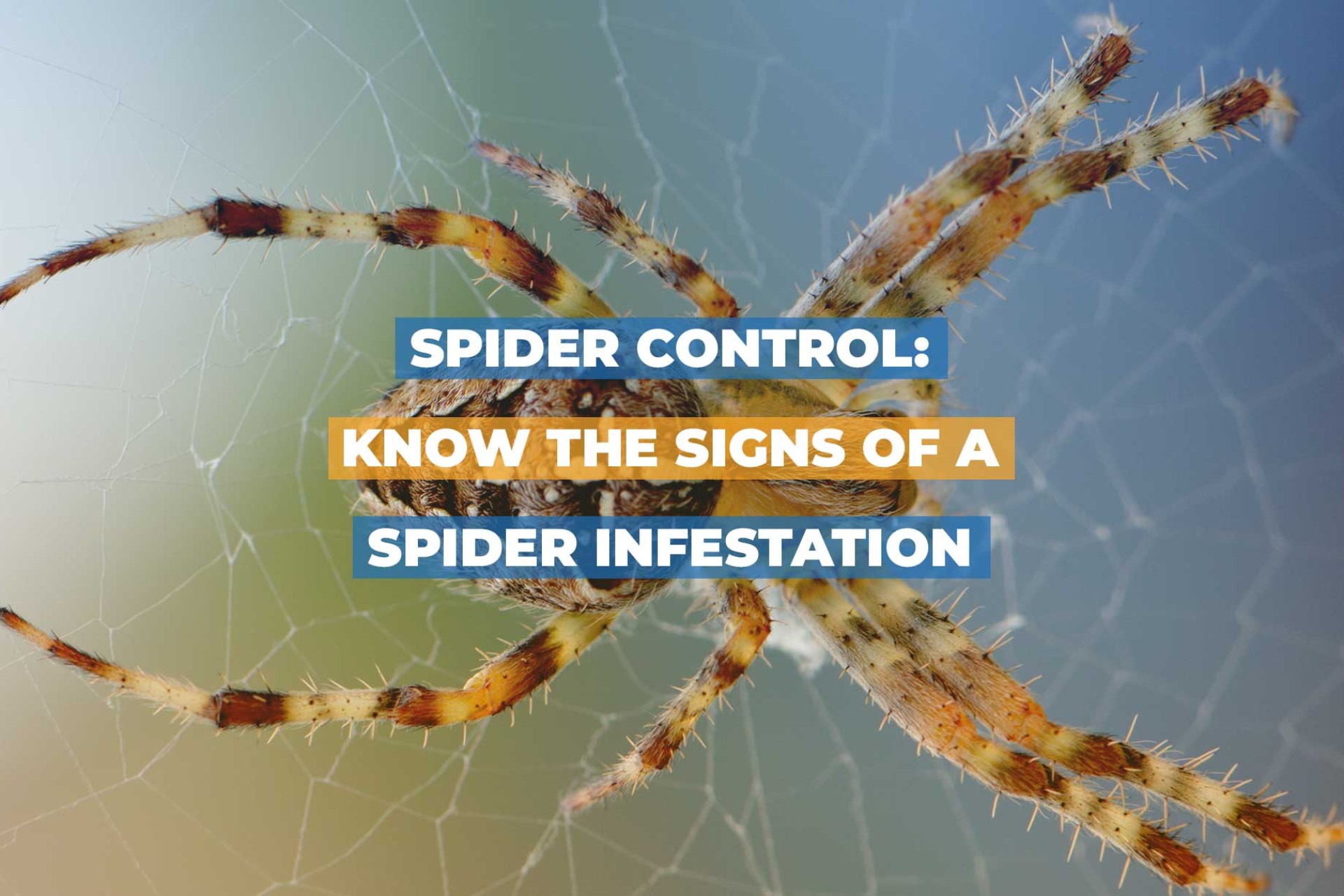 SPIDER CONTROL: KNOW THE SIGNS OF A SPIDER INFESTATION
