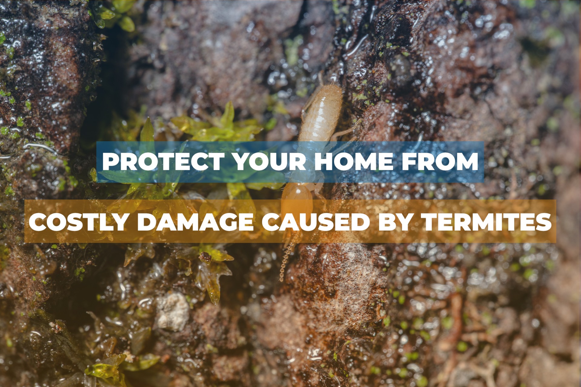Protect your home from costly damage caused by Termites