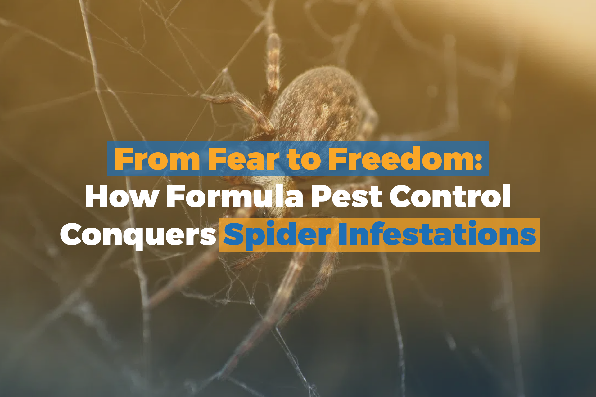 From Fear to Freedom: How Formula Pest Control Conquers Spider Infestations
