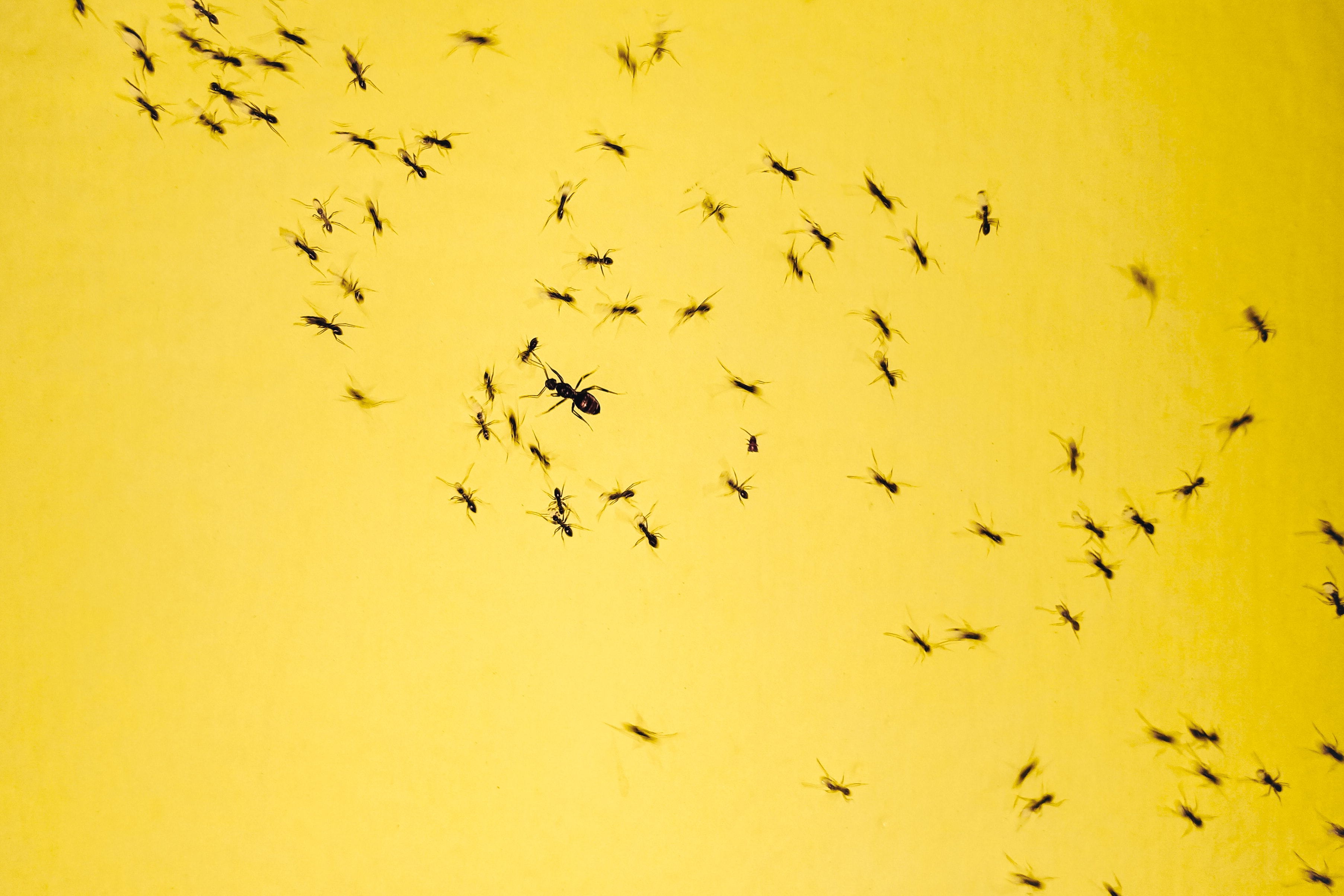Ants Treatment