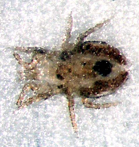Bird Mite Treatment