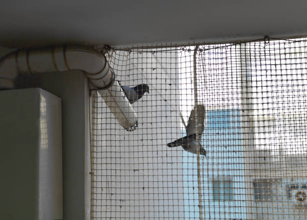 Birds Netting