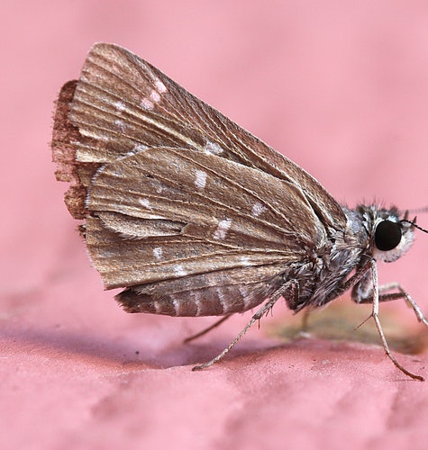 Cloth Moth Treatment