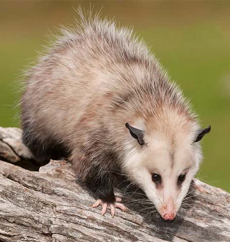 Possum Removal Melbourne : Inspection and Removal : Formula Pest Control