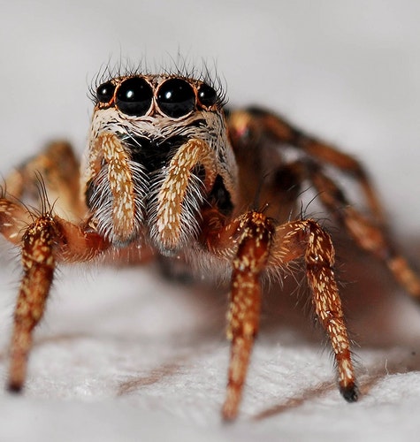 Spider Treatment