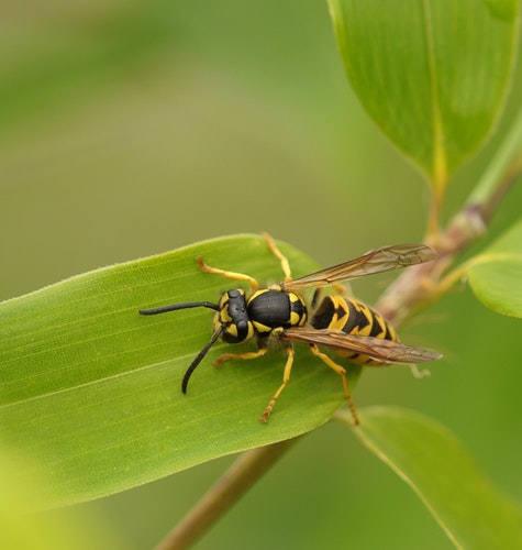Wasp & Bees Treatment